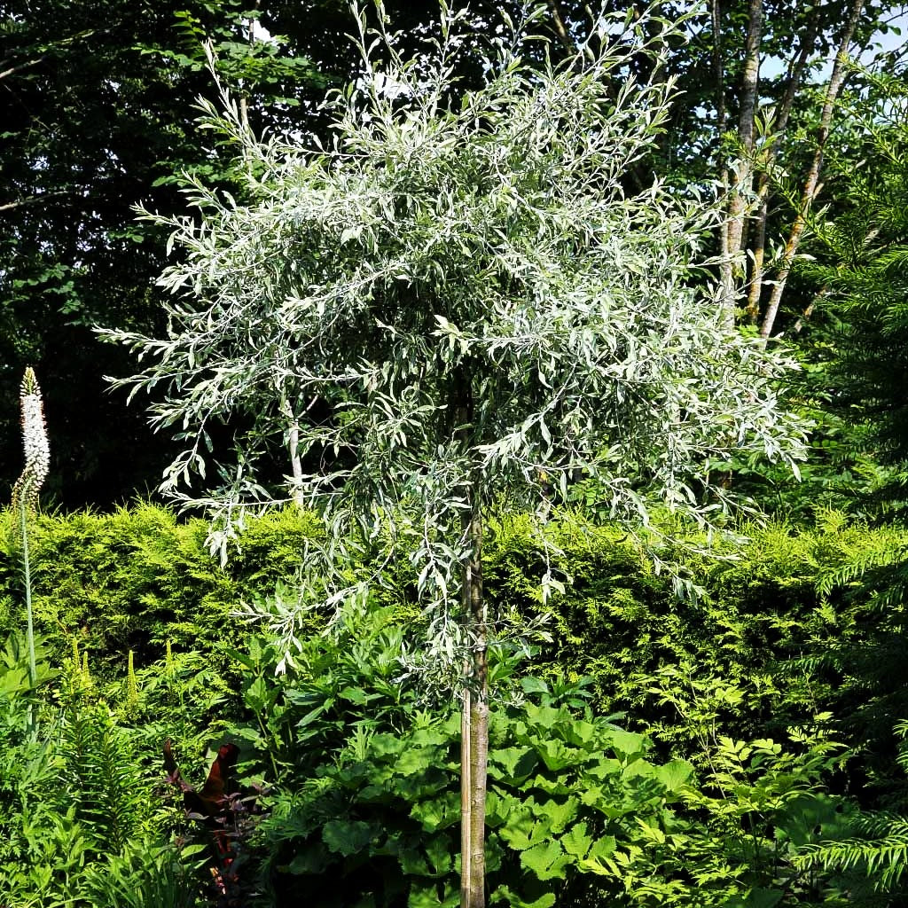 Hängende Weidenblatt-Birne 'Pendula' (Pyrus salicifolia)