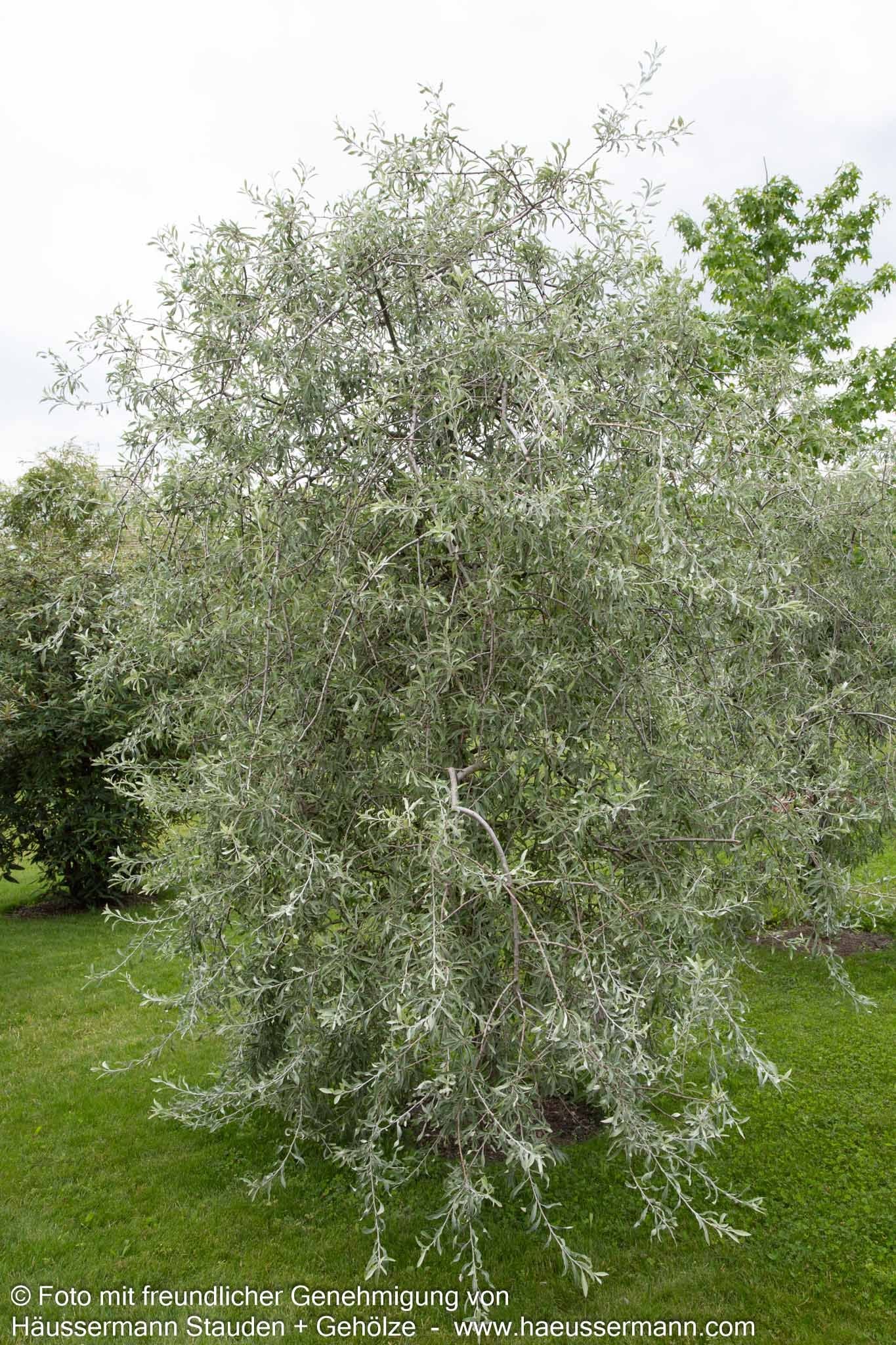 Hängende Weidenblatt-Birne 'Pendula' (Pyrus salicifolia)