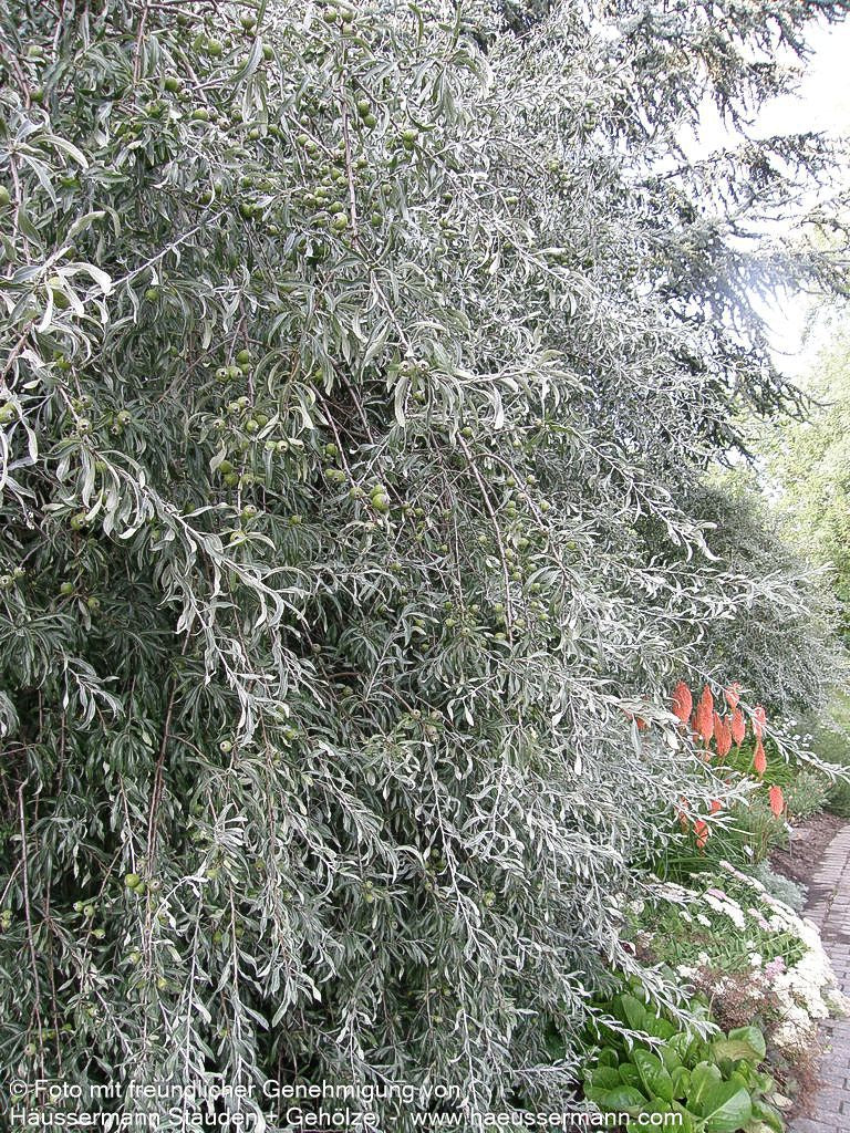Hängende Weidenblatt-Birne 'Pendula' (Pyrus salicifolia)