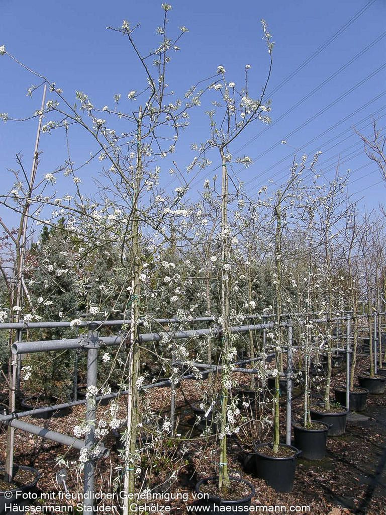Hängende Weidenblatt-Birne 'Pendula' (Pyrus salicifolia)