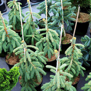 Hängende Weißfichte 'Pendula' (Picea glauca)
