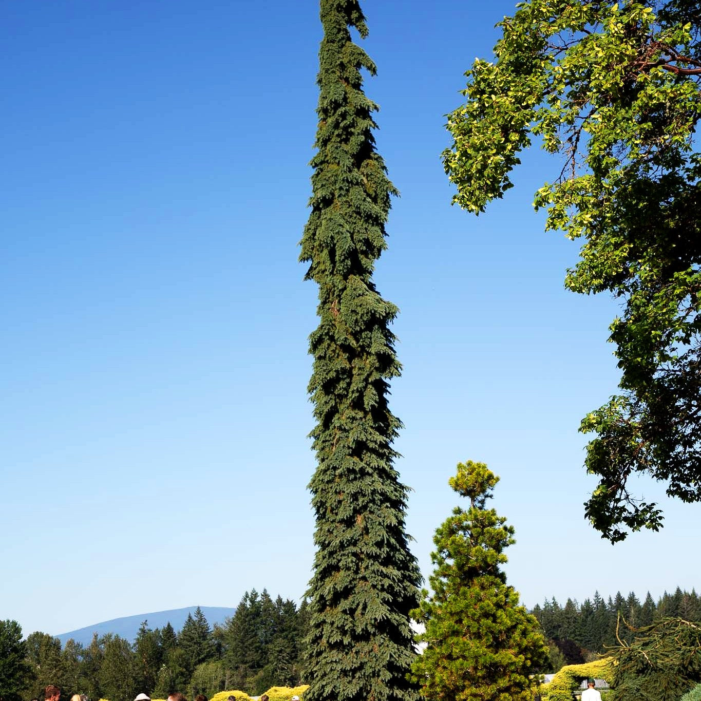 Hängende Weißfichte 'Pendula' (Picea glauca)