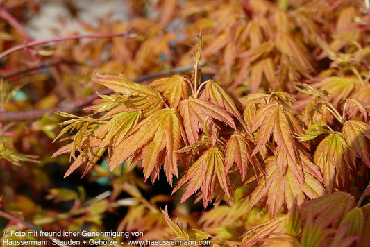 Hängender Fächer-Ahorn 'Cascade Gold' (Acer palmatum)