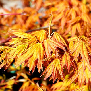 Hängender Fächer-Ahorn 'Cascade Gold' (Acer palmatum)