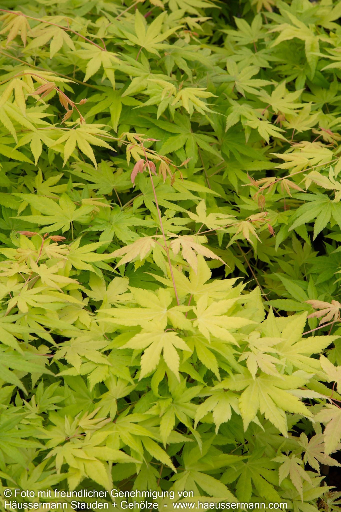Hängender Fächer-Ahorn 'Cascade Gold' (Acer palmatum)