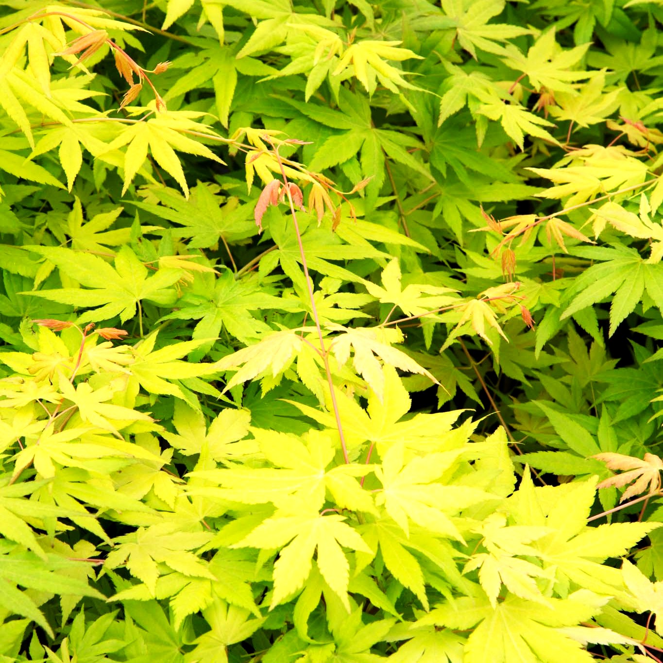 Hängender Fächer-Ahorn 'Cascade Gold' (Acer palmatum)