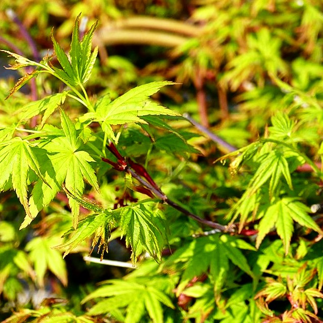 Hängender Fächer-Ahorn 'Ryusen' (Acer palmatum)