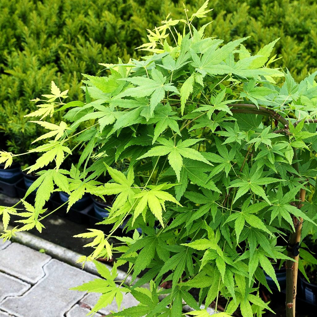 Hängender Fächer-Ahorn 'Ryusen' (Acer palmatum)