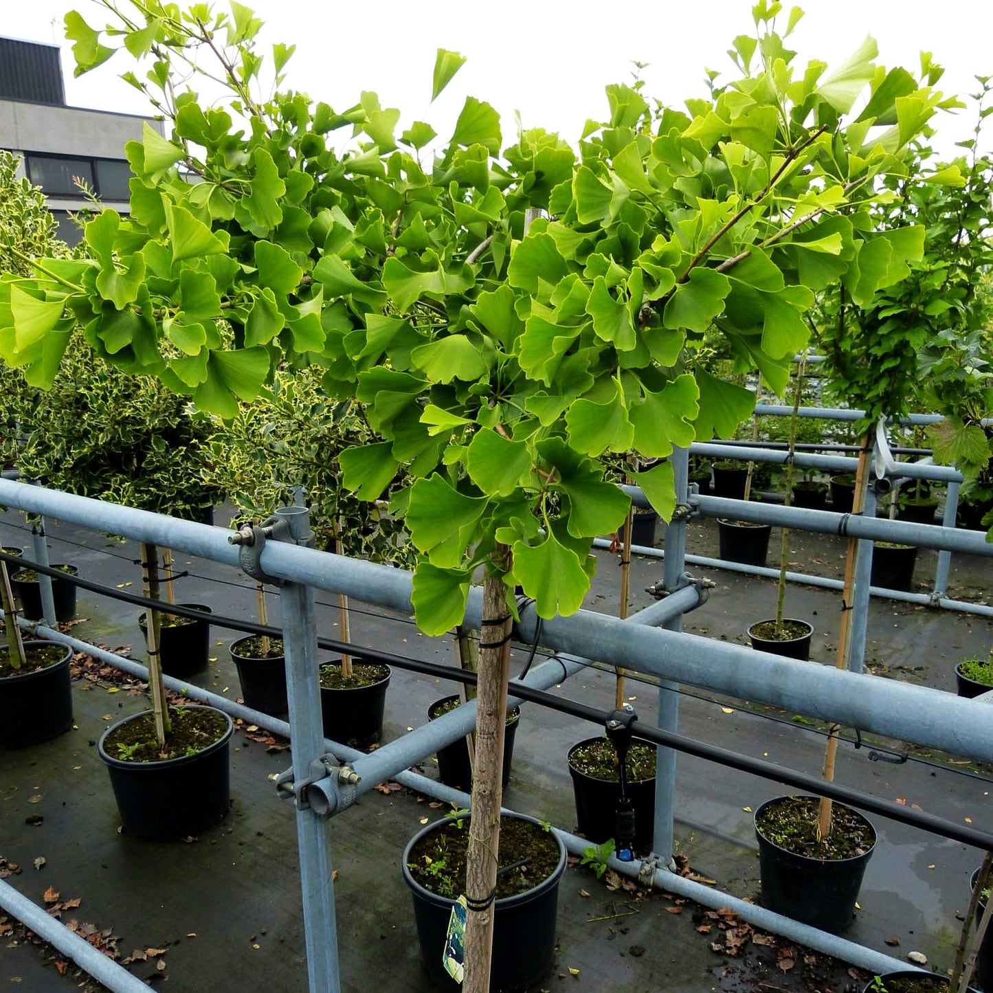 Hängender Fächerblattbaum 'Pendula' (Ginkgo biloba)