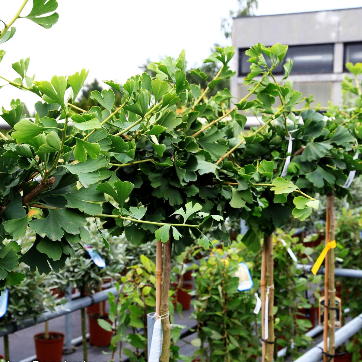 Hängender Fächerblattbaum 'Pendula' (Ginkgo biloba)