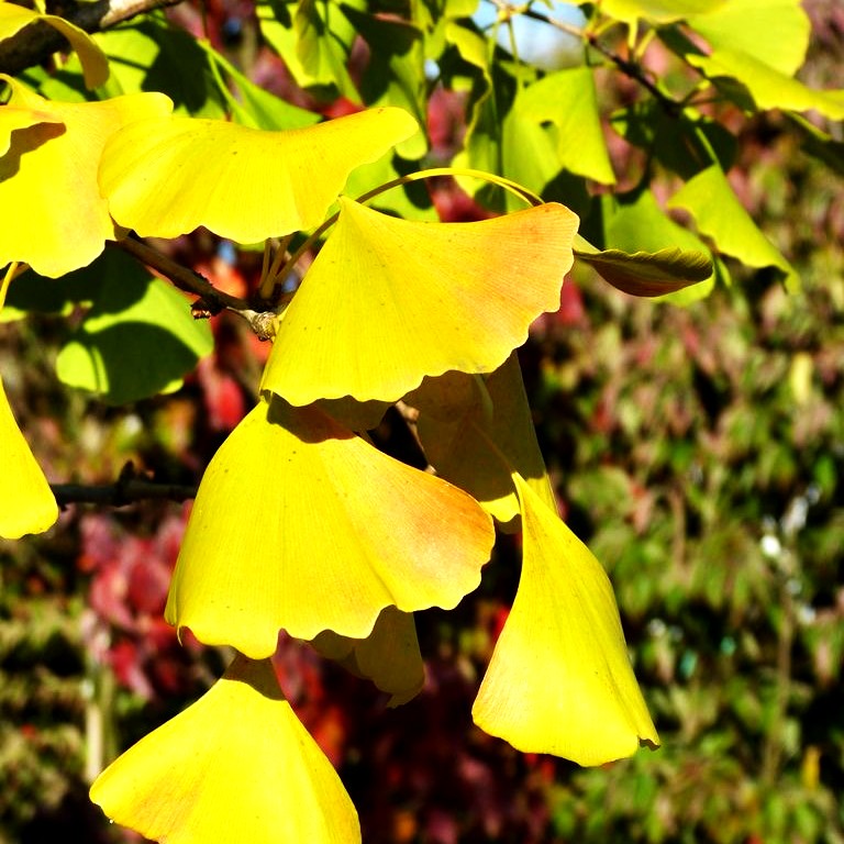 Hängender Fächerblattbaum 'Pendula' (Ginkgo biloba)