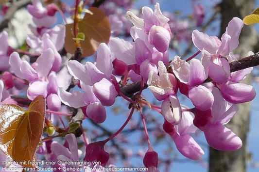 Hängender Judasbaum 'Cascading Hearts' (Cercis canadensis)