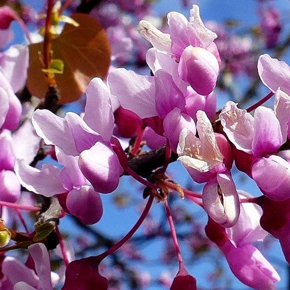 Hängender Judasbaum 'Cascading Hearts' (Cercis canadensis)