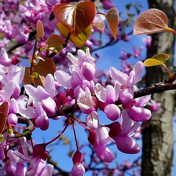 Hängender Judasbaum 'Cascading Hearts' (Cercis canadensis)