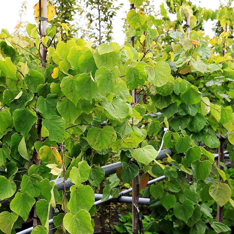 Hängender Judasbaum 'Cascading Hearts' (Cercis canadensis)
