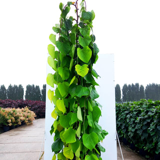 Hängender Judasbaum 'Golden Falls' (Cercis canadensis)