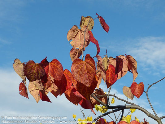 Hängender Judasbaum 'Ruby Falls' (Cercis canadensis)