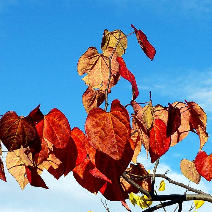 Hängender Judasbaum 'Ruby Falls' (Cercis canadensis)