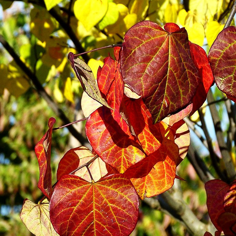 Hängender Judasbaum 'Ruby Falls' (Cercis canadensis)