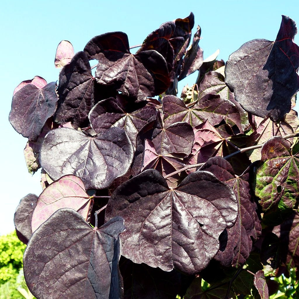 Hängender Judasbaum 'Ruby Falls' (Cercis canadensis)
