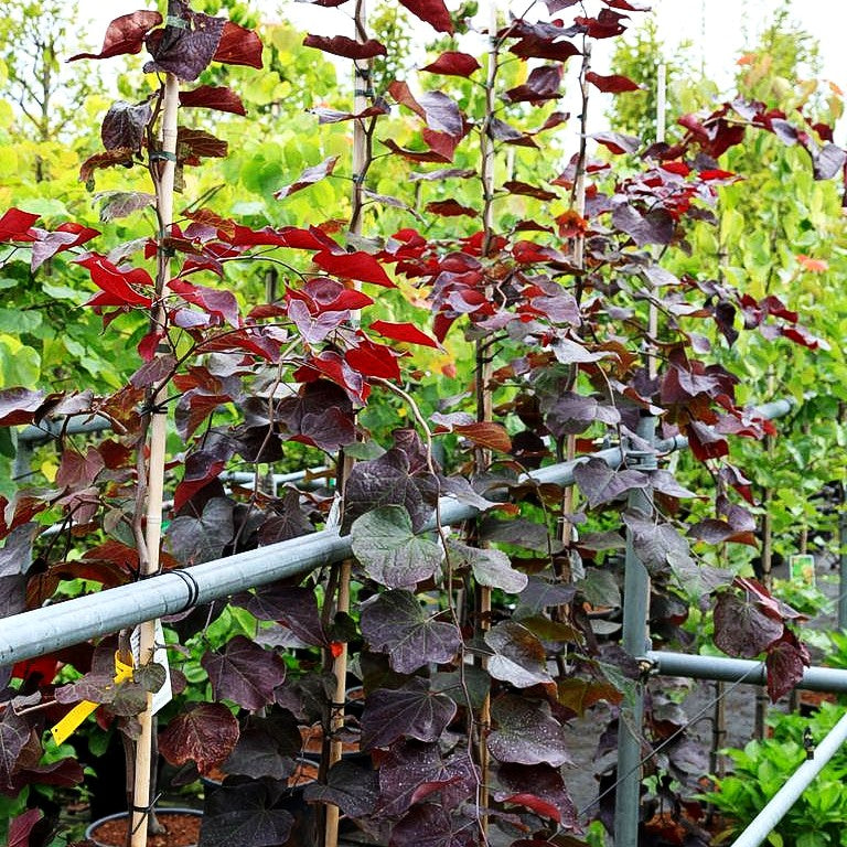 Hängender Judasbaum 'Ruby Falls' (Cercis canadensis)