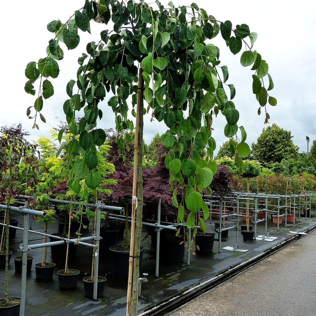 Hängender Kuchenbaum 'Pendulum' (Cercidiphyllum japonicum)
