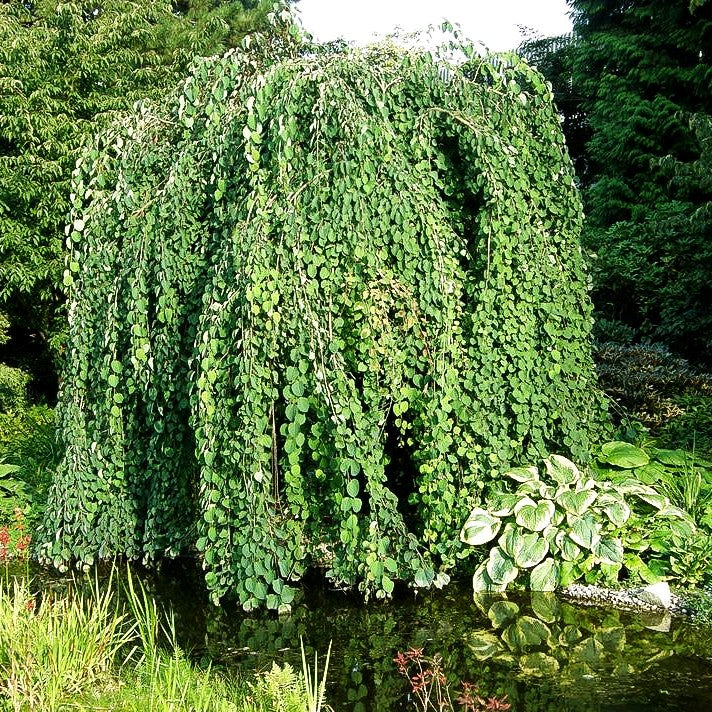 Hängender Kuchenbaum 'Pendulum' (Cercidiphyllum japonicum)
