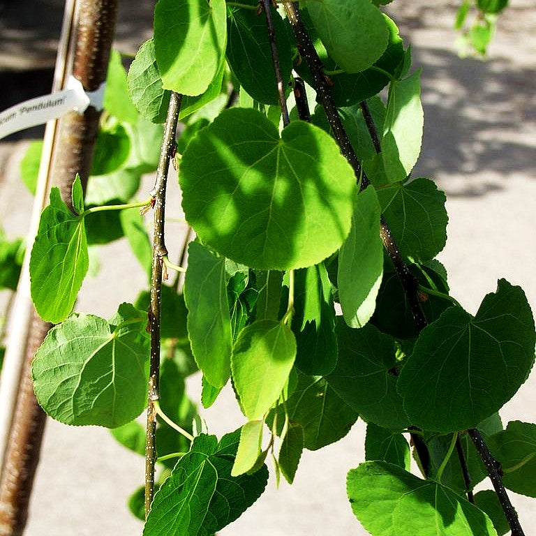 Hängender Kuchenbaum 'Pendulum' (Cercidiphyllum japonicum)
