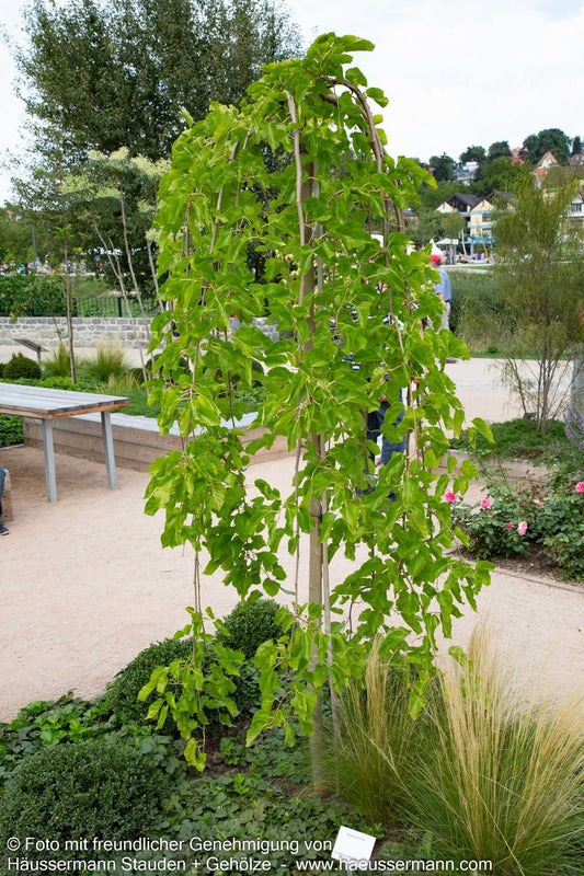 Hängender Maulbeerbaum 'Pendula' (Morus alba)