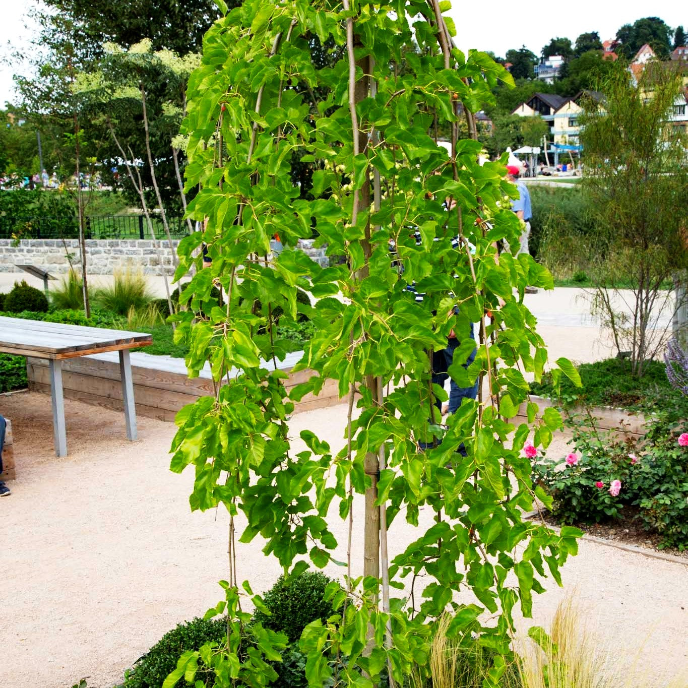 Hängender Maulbeerbaum 'Pendula' (Morus alba)