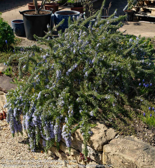 Hängender Rosmarin 'Blue Rain' (Rosmarinus officinalis)
