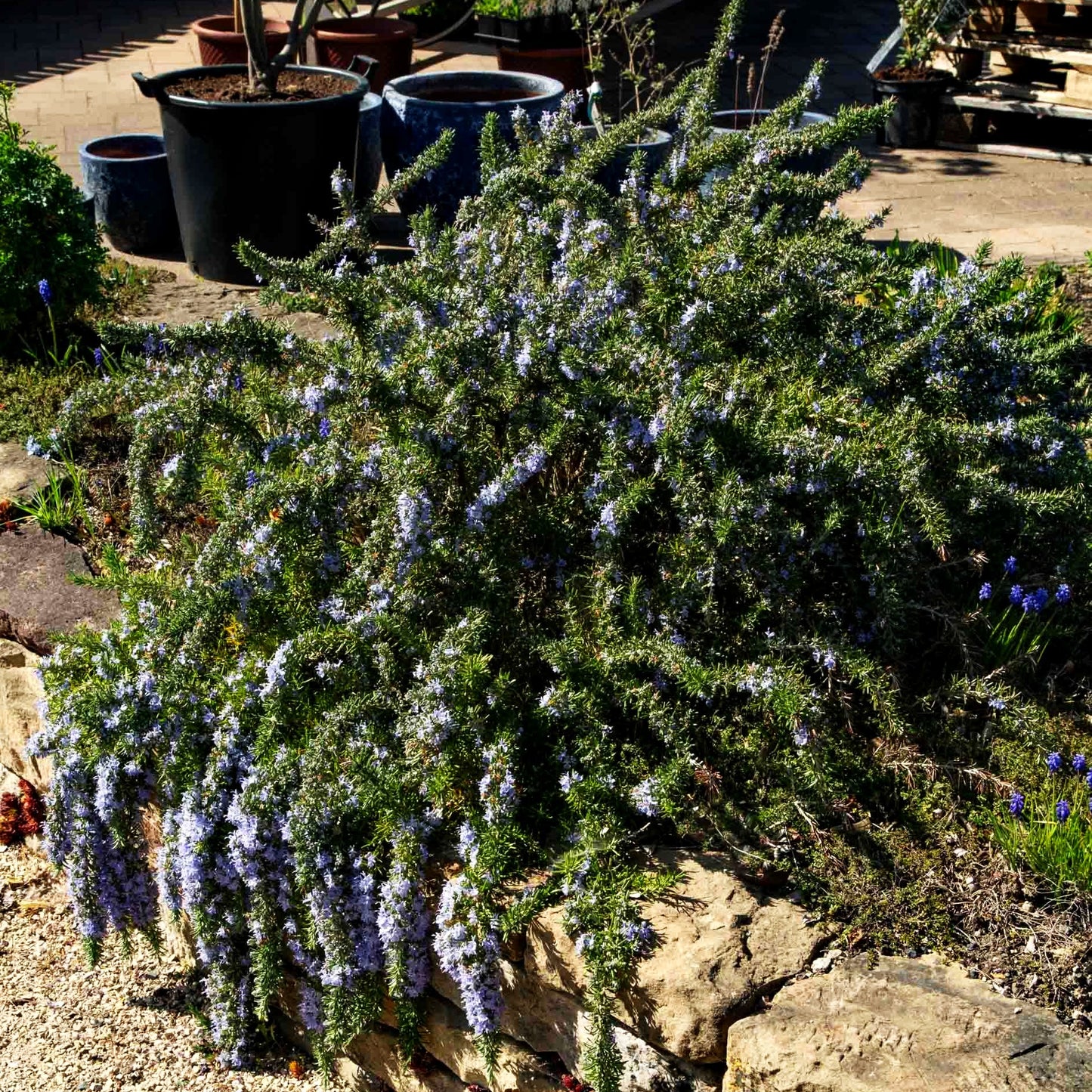 Hängender Rosmarin 'Blue Rain' (Rosmarinus officinalis)