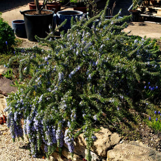 Hängender Rosmarin 'Blue Rain' (Rosmarinus officinalis)