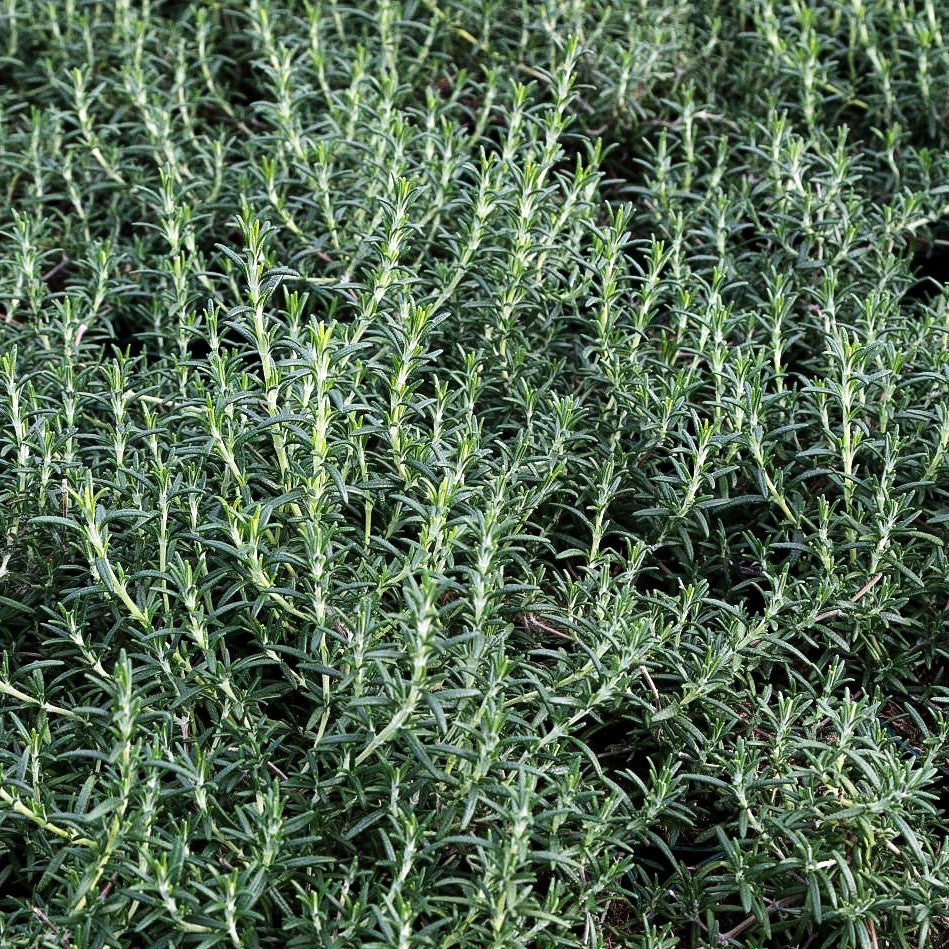 Hängender Rosmarin 'Blue Rain' (Rosmarinus officinalis)