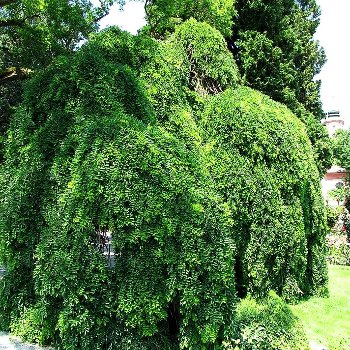 Hängender Schnurbaum 'Pendula' (Sophora japonica)