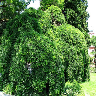 Hängender Schnurbaum 'Pendula' (Sophora japonica)