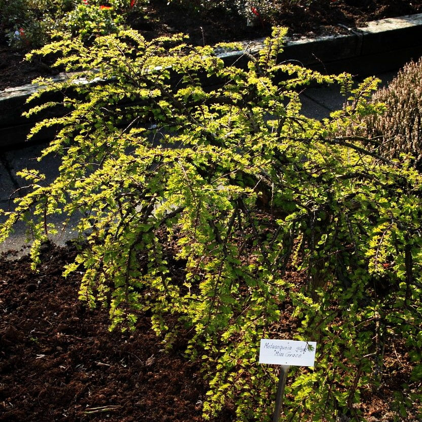 Hängender Urweltmammutbaum 'Miss Grace' (Metasequoia glyptostroboides)