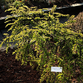 Hängender Urweltmammutbaum 'Miss Grace' (Metasequoia glyptostroboides)