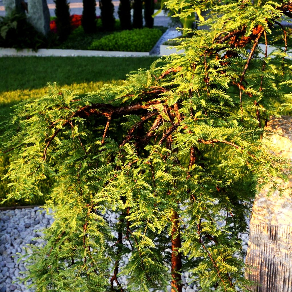 Hängender Urweltmammutbaum 'Miss Grace' (Metasequoia glyptostroboides)