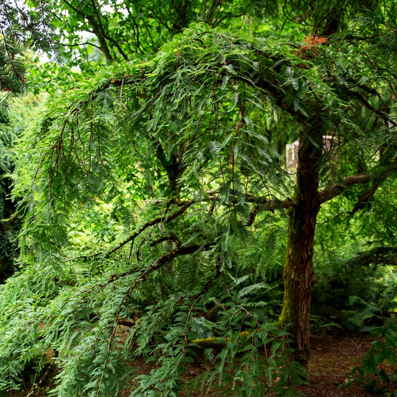 Hängender Urweltmammutbaum 'Miss Grace' (Metasequoia glyptostroboides)