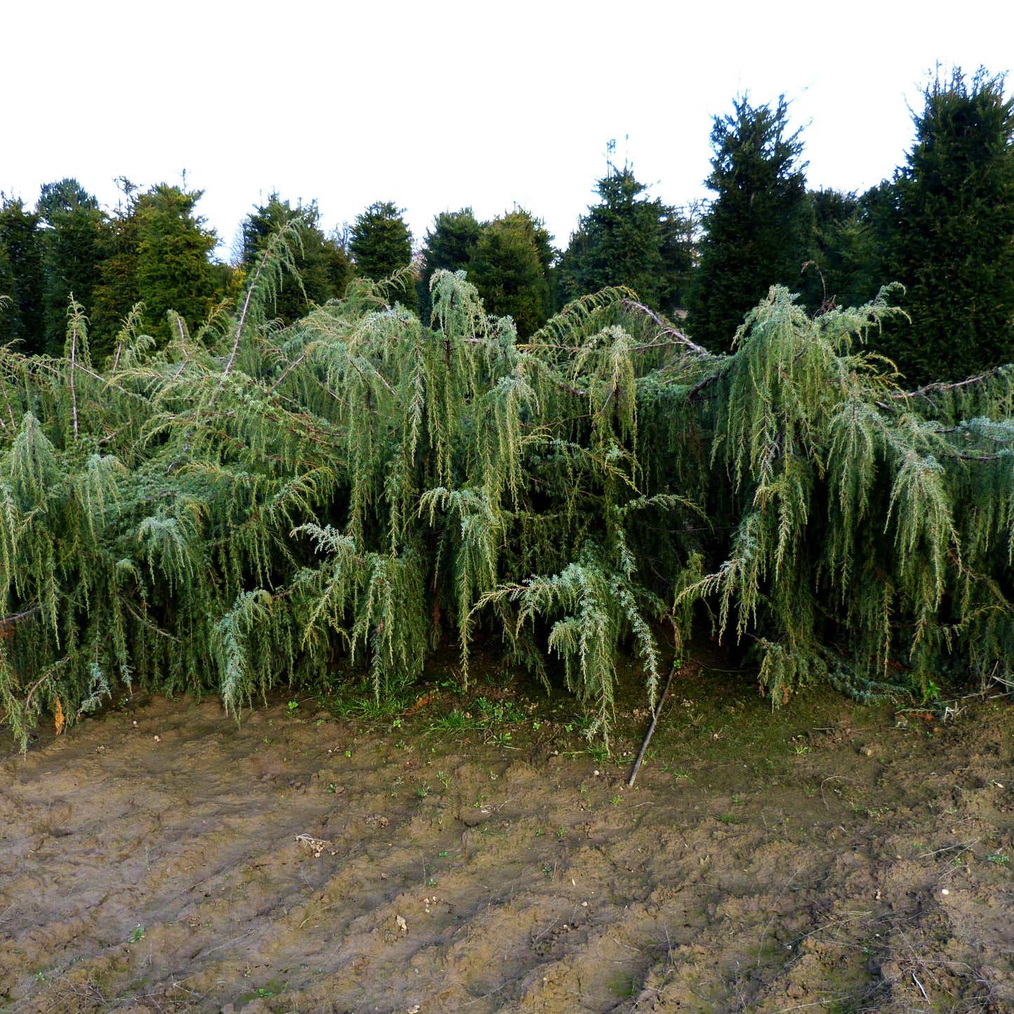 Hängender Wacholder 'Horstmann' (Juniperus com.)