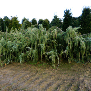 Hängender Wacholder 'Horstmann' (Juniperus com.)