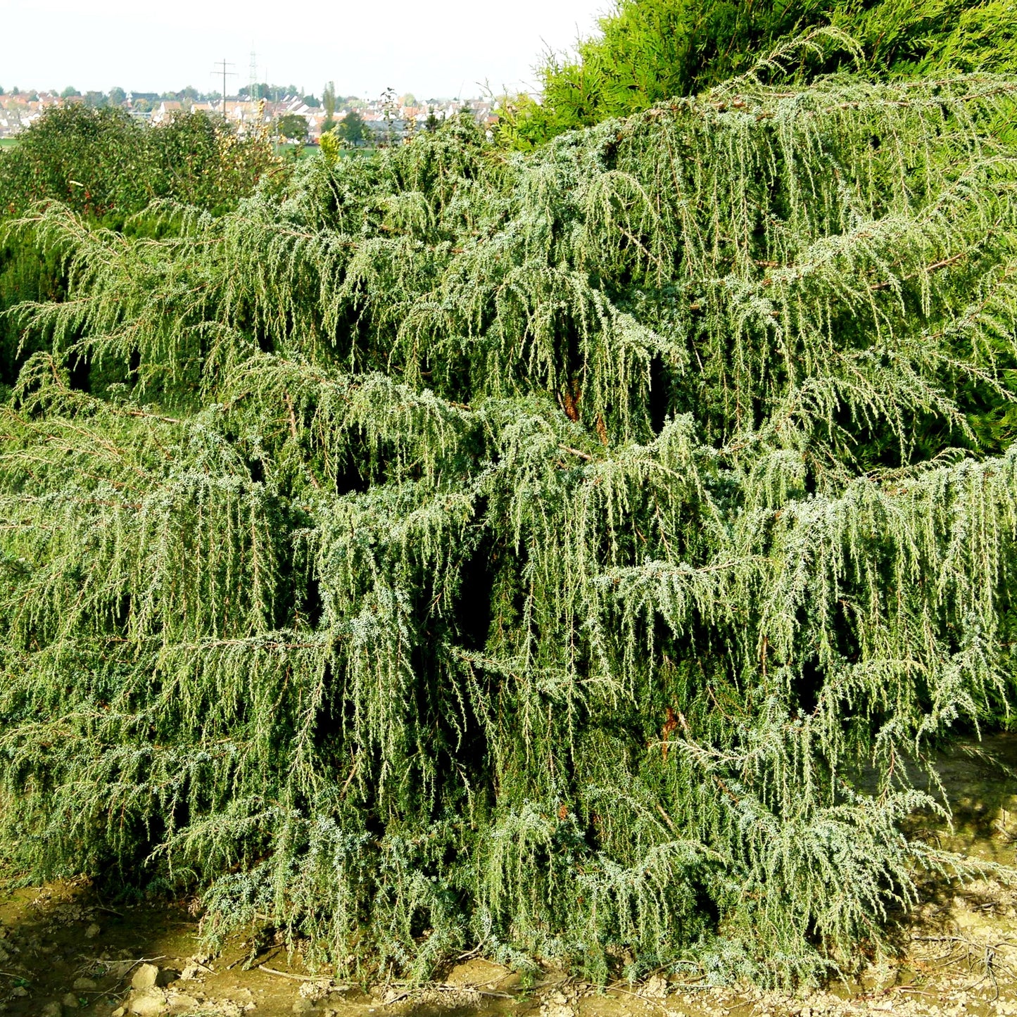 Hängender Wacholder 'Horstmann' (Juniperus com.)