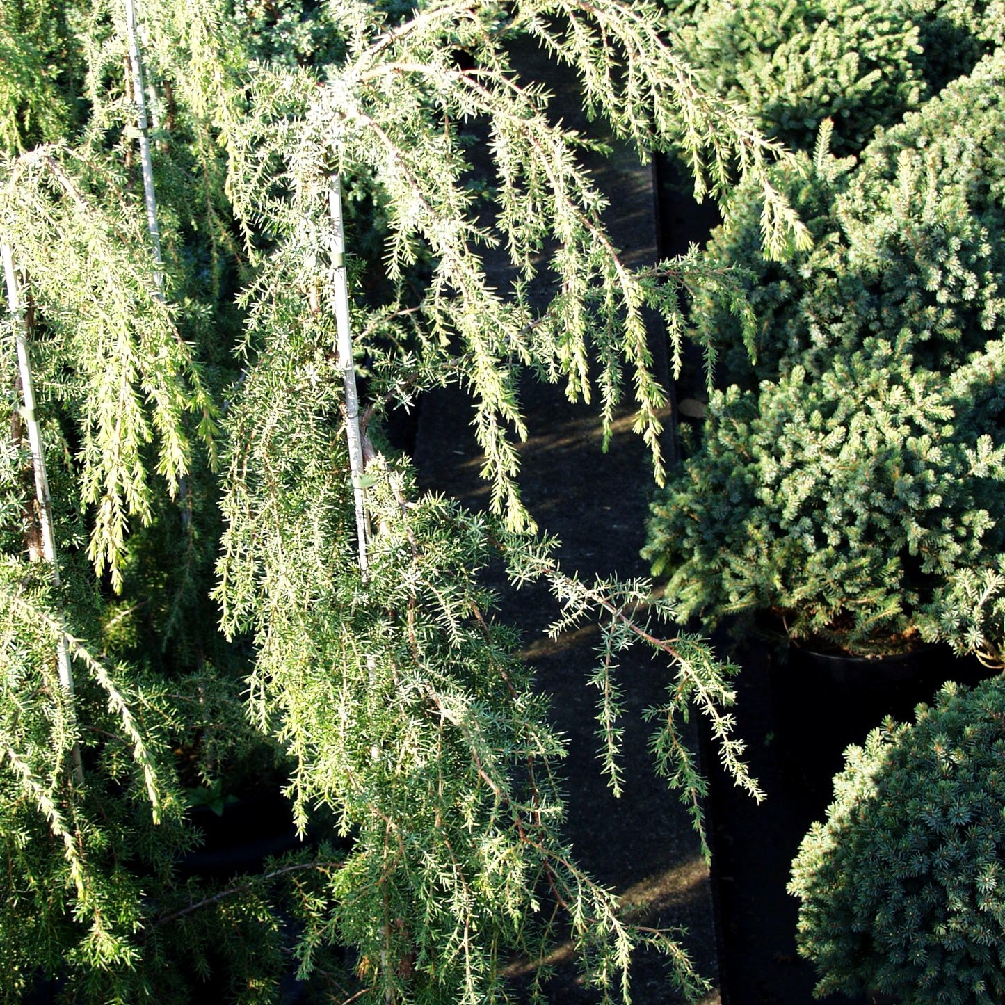 Hängender Wacholder 'Horstmann' (Juniperus com.)