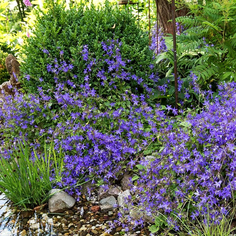 Hängepolster-Glockenblume 'Blauranke' (Campanula poscharskyana)