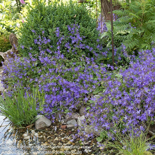 Hängepolster-Glockenblume 'Blauranke' (Campanula poscharskyana)