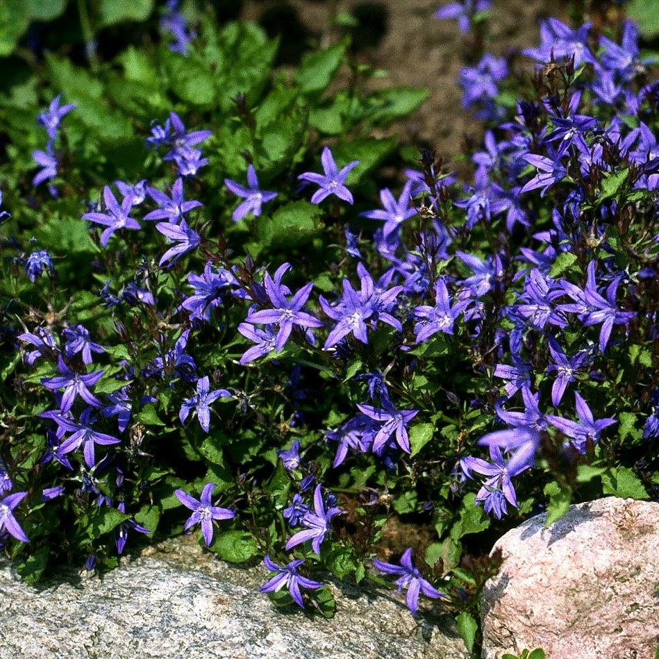 Hängepolster-Glockenblume 'Blauranke' (Campanula poscharskyana)