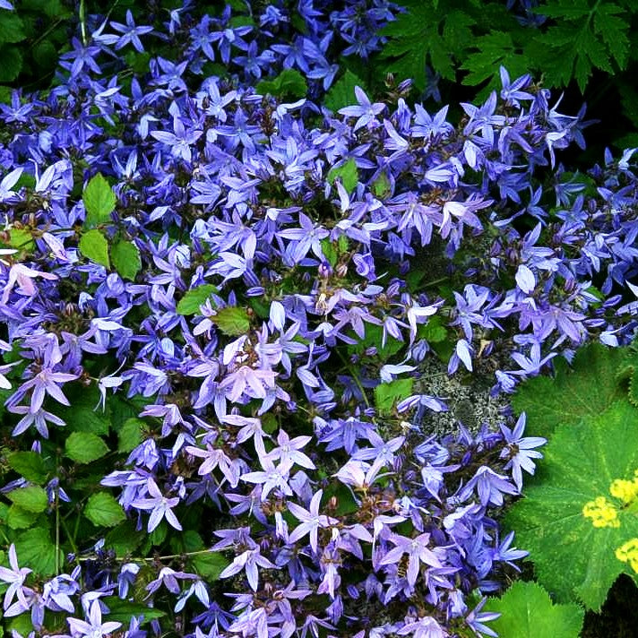 Hängepolster-Glockenblume 'Blauranke' (Campanula poscharskyana)