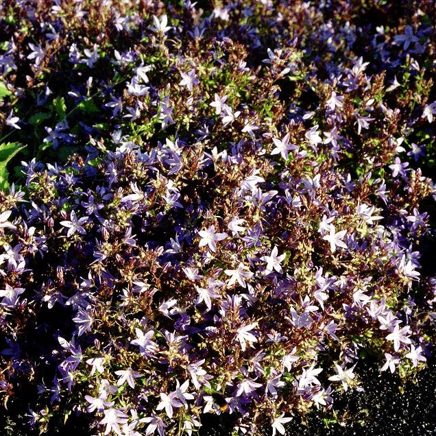 Hängepolster-Glockenblume 'Glandore' (Campanula poscharskyana)