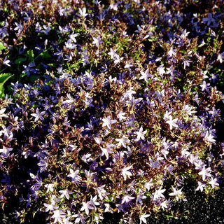 Hängepolster-Glockenblume 'Glandore' (Campanula poscharskyana)